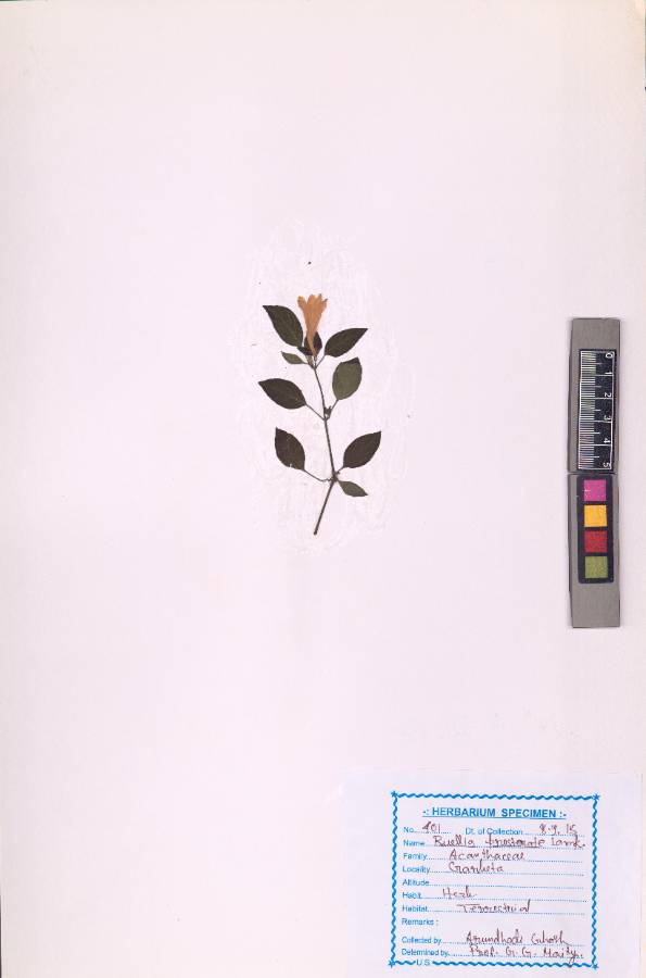 Ruellia prostrata Poir.
(VUHACAN00018.1)