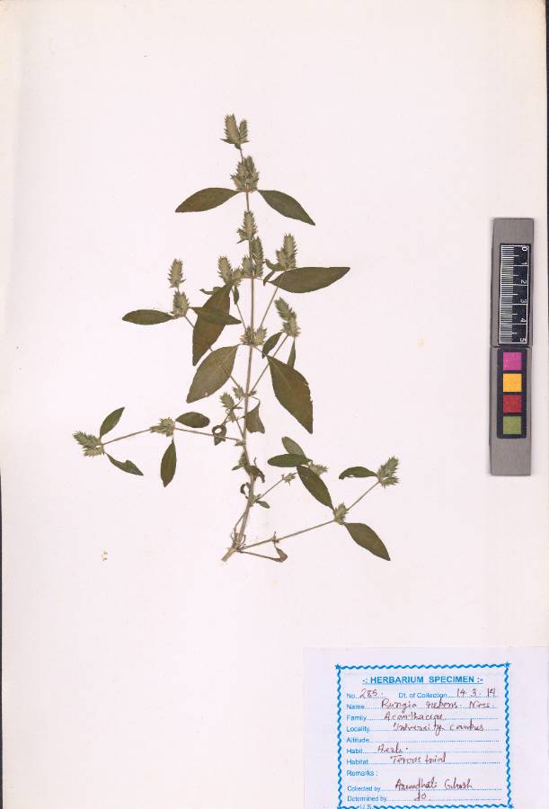 Rungia repens (L.) Nees
(VUHACAN00019.1)