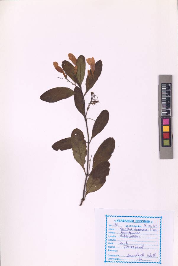 Ruellia tuberosa L.
(VUHACAN00020.1)