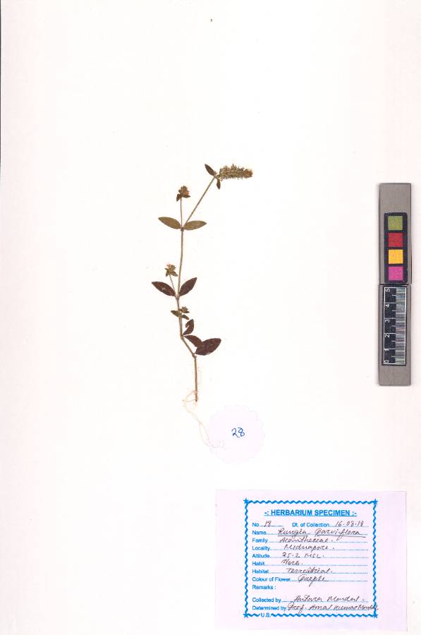 Rungia parviflora Nees
(VUHACAN00025.1)