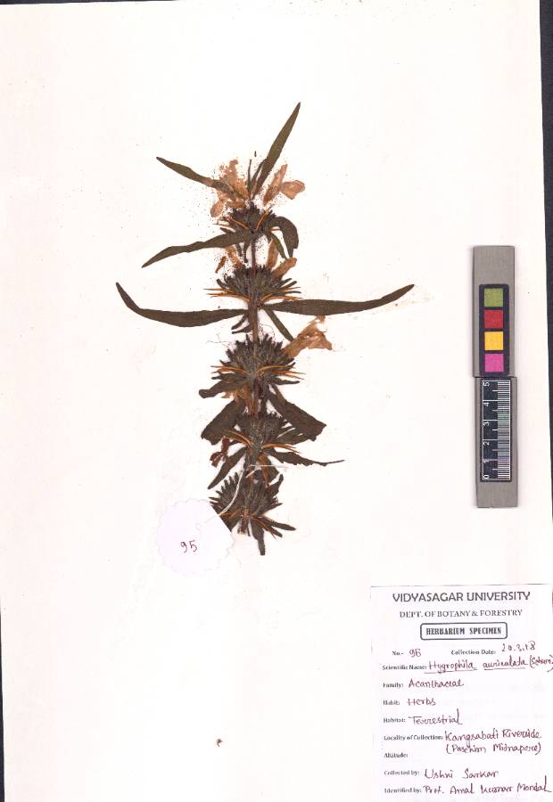 Hygrophila auriculata
Schumach.
(VUHACAN00027.1)