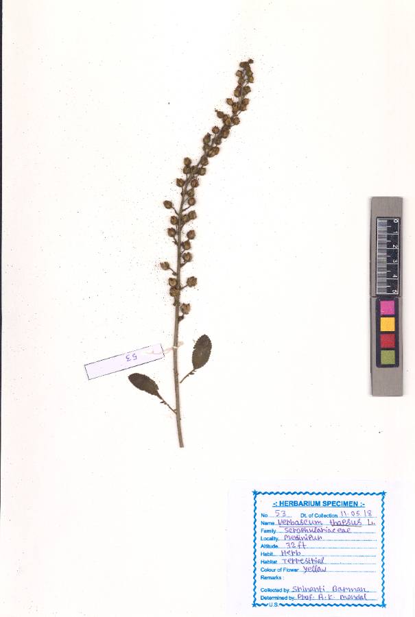 Verbascum thapsus [1]
L.
(VUHSCRO00007.1)