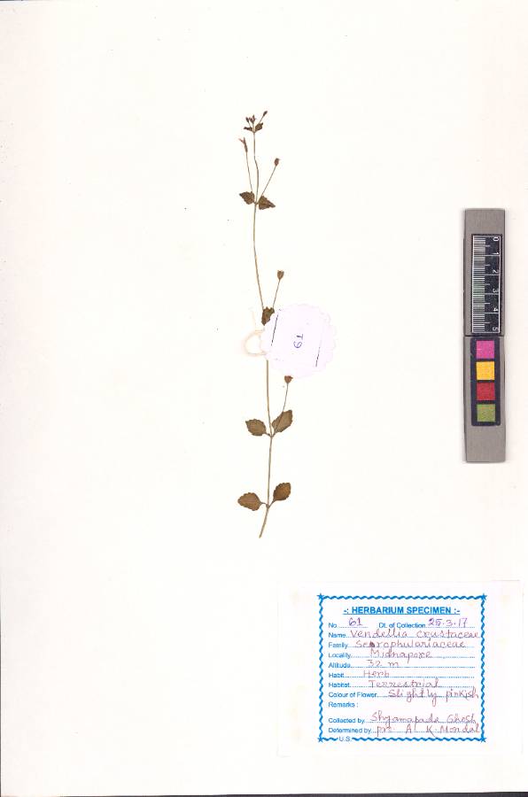 Vandellia crustacea (L.) Benth.
(VUHSCRO00008.1)