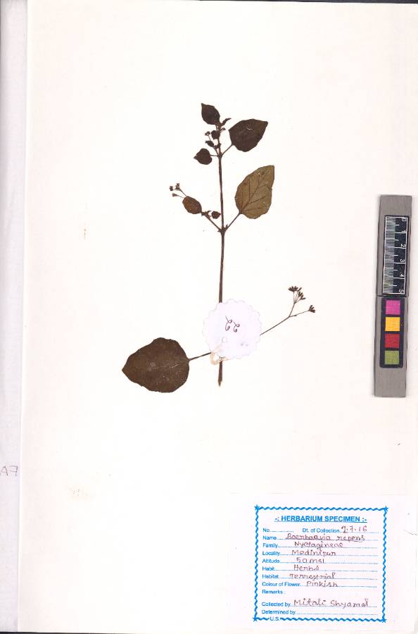 Boerhavia repens L.
(VUHNYCT00004.1)