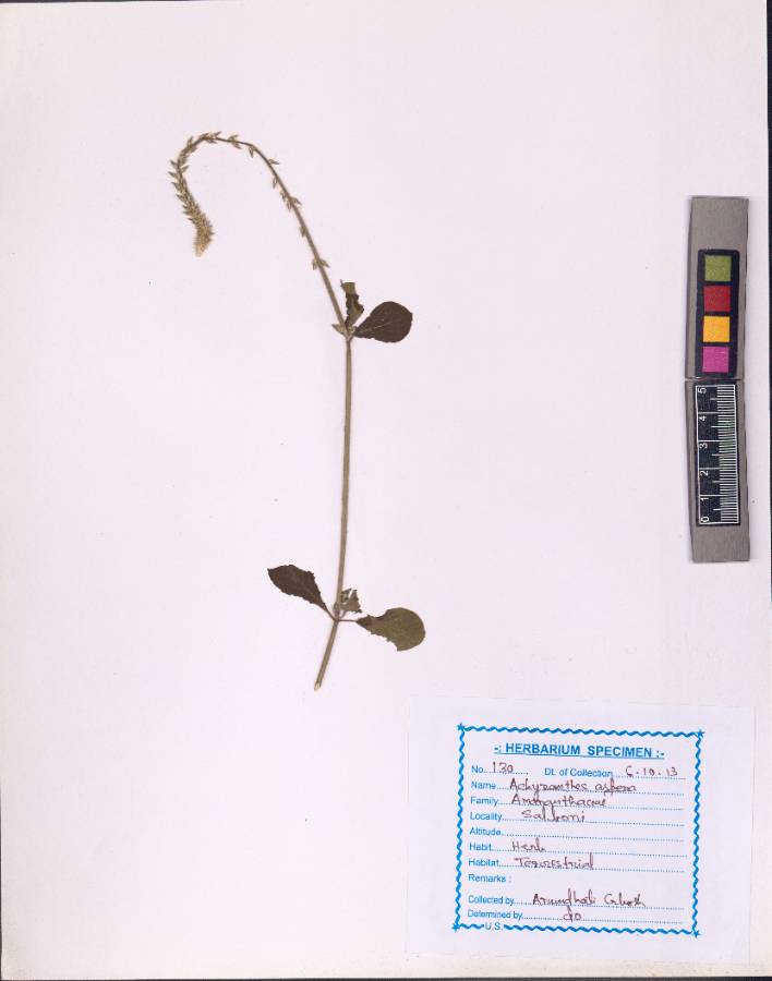 Achyranthes aspera L.
(VUHAMAR00001.1)