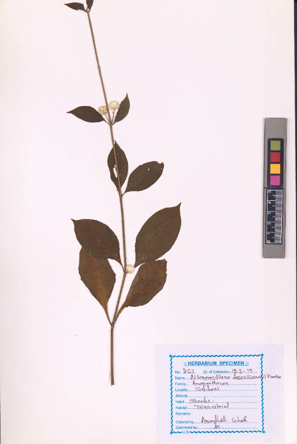 Alternanthera brasiliana (L.) Kuntze
(VUHAMAR00003.1)