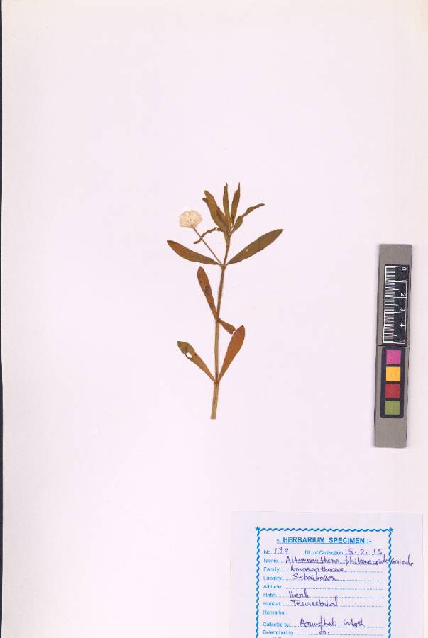 Alternanthera philoxeroides (Mart.) Griseb.
(VUHAMAR00005.1)