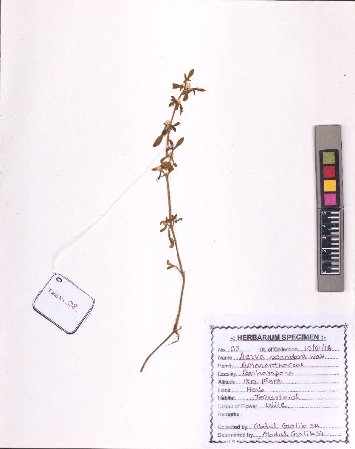 Aerva scandens (Roxb.) Wall.
(VUHAMAR00009.1)