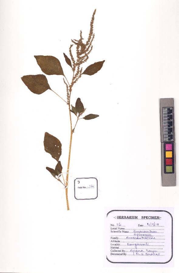 Amaranthus spinosus
L.
(VUHAMAR00012.1_)