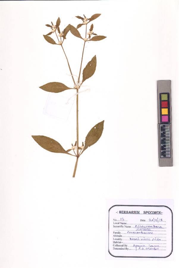 Alternanthera sessilis
(L.) R.Br. ex DC.
(VUHAMAR00013.1)