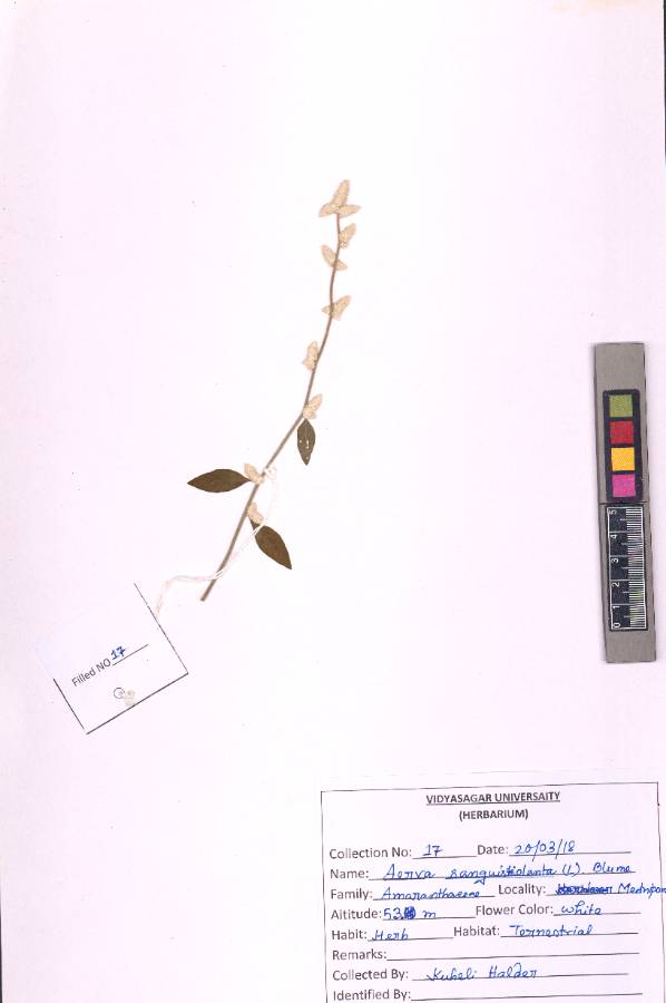 Aerva sanguinolenta  (L.) Blume
(VUHAMAR00017.1)