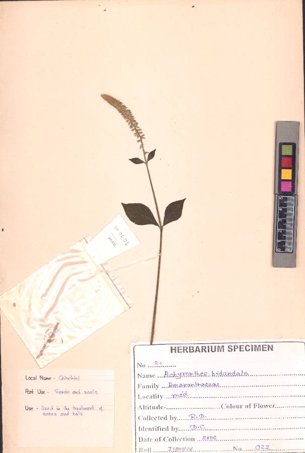 Achyranthes bidentata
Blume
(VUHAMAR00019.1)