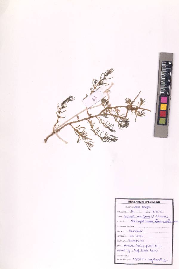 Suaeda maritima
(L.) Dumort.
(VUHCHEN00003.1)