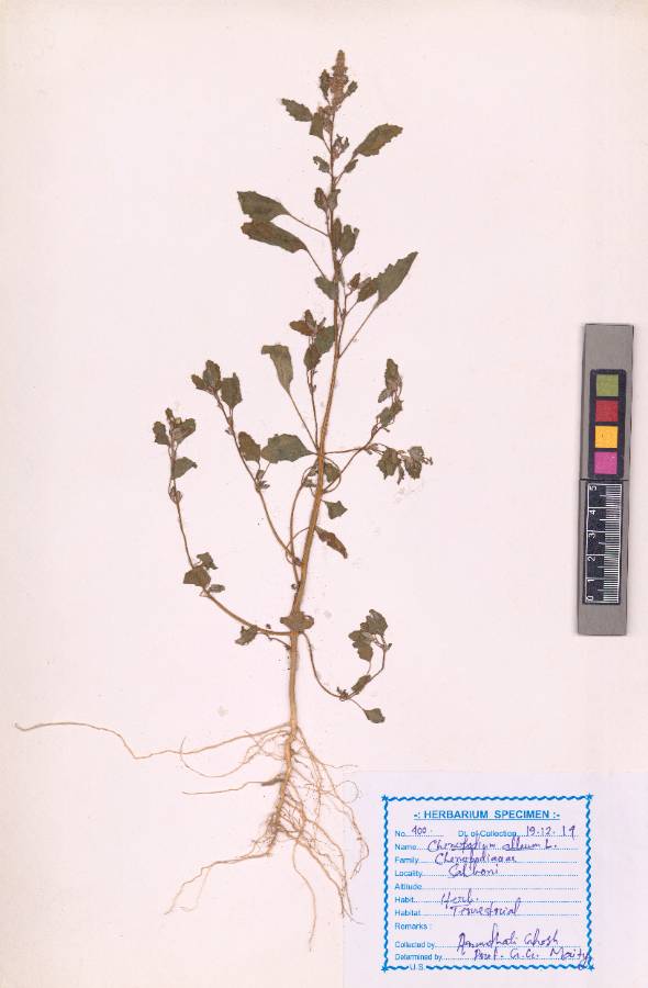 Chenopodium album L.
(VUHCHEN00002.1)