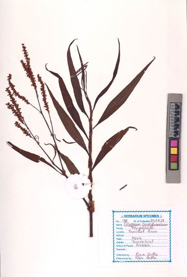 Polygonum pensylvanicum L.
(VUHPOLY00004.1)