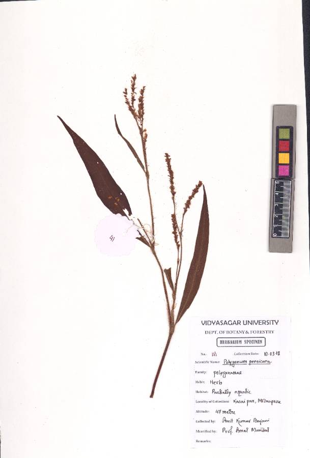 Polygonum persicaria L.
(VUHPOLY00006.1)