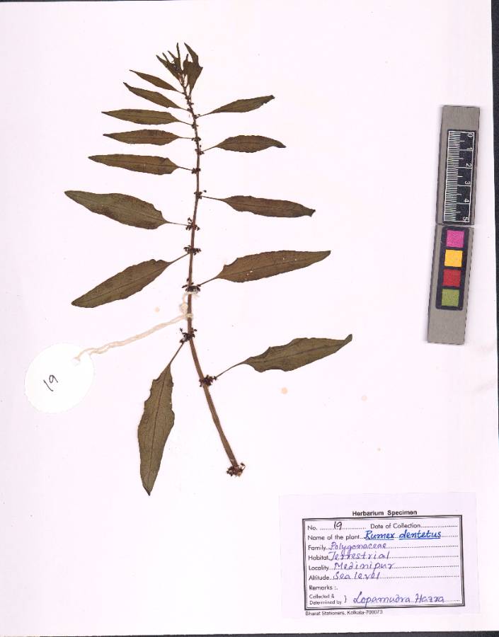 Rumex dentatus
L.
(VUHPOLY00007.1)