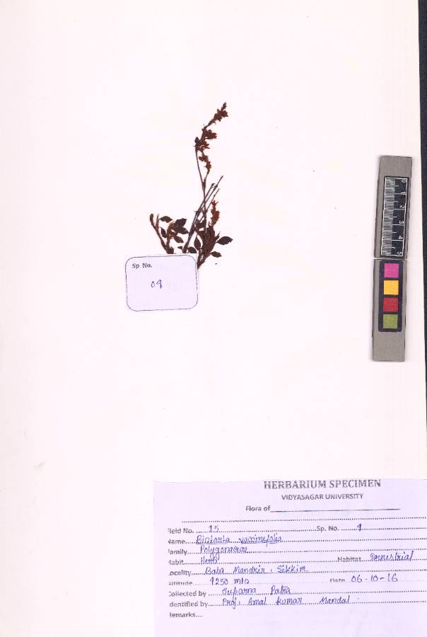 Bistorta vacciniifolia
(Wall. ex Meisn.) Greene
(VUHPOLY00008.1)