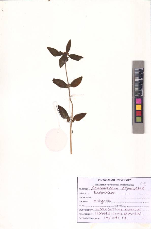 Spermacoce ocymoides Burm.f.
(VUHRUBI00013.1)