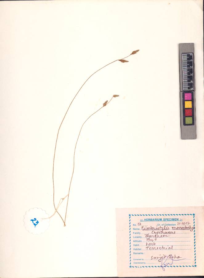 Fimbristylis monostachya (L.) Hassk.
(VUHCYPE00005.1)