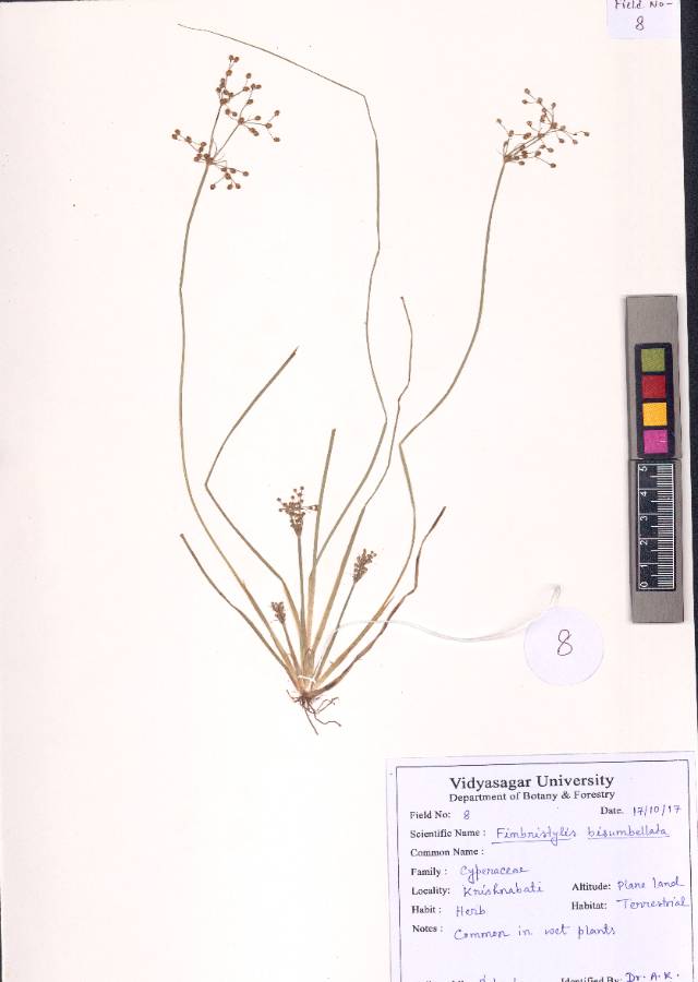 Fimbristylis bisumbellata (Forssk.) Bubani
(VUHCYPE00008.1)