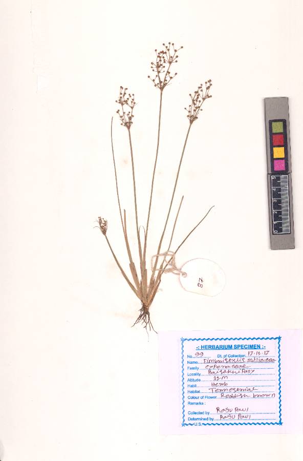 Fimbristylis miliacea
(L.) Vahl
(VUHCYPE00009.1)