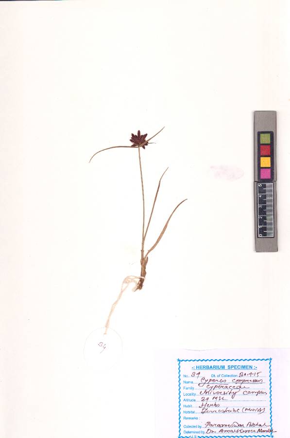 Cyperus compressus
L.
(VUHCYPE00010.1)