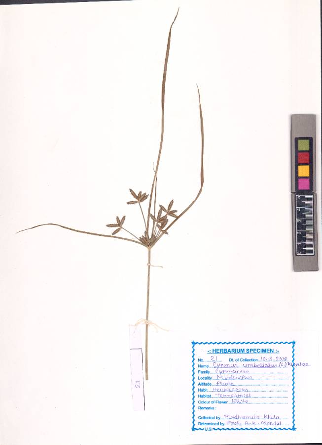 Cyperus umbellatus Roxb. (VUHCYPE00011.1)