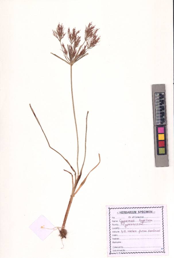 Cyperus tegetum Roxb.
(VUHCYPE00015.1)