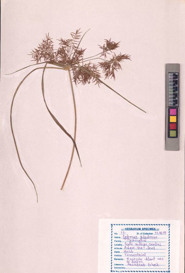 Cyperus globosus All.
(VUHCYPE00016.1)