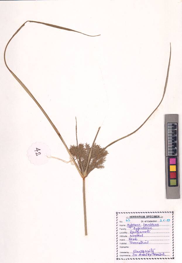 Cyperus paniceus
(Rottb.) Boeckeler 
(VUHCYPE00017.1)