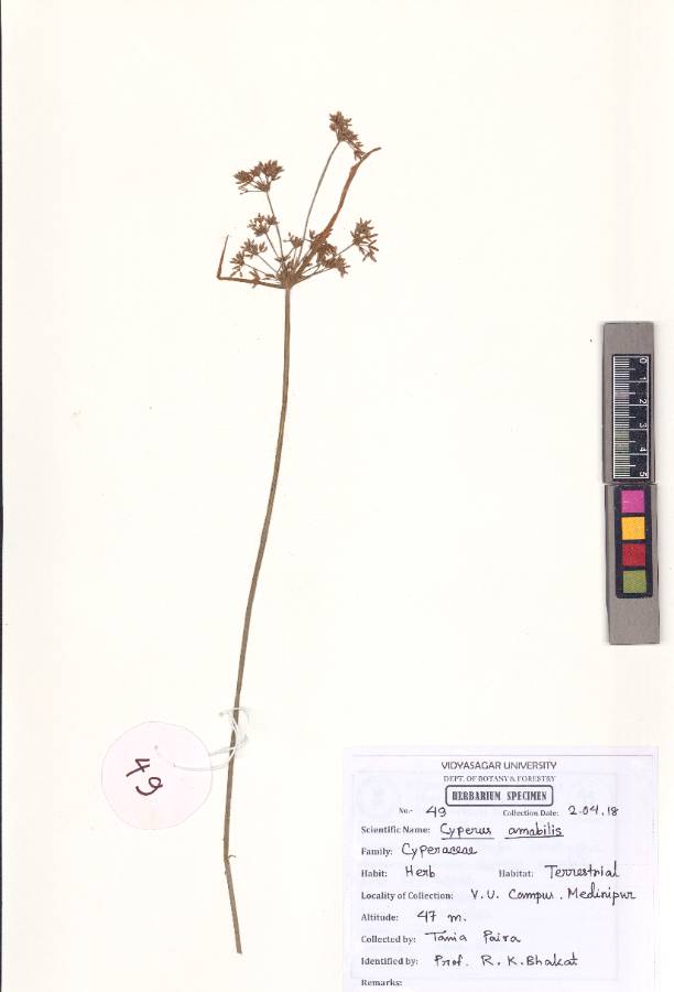 Cyperus amabilis Vahl (VUHCYPE00018.1)