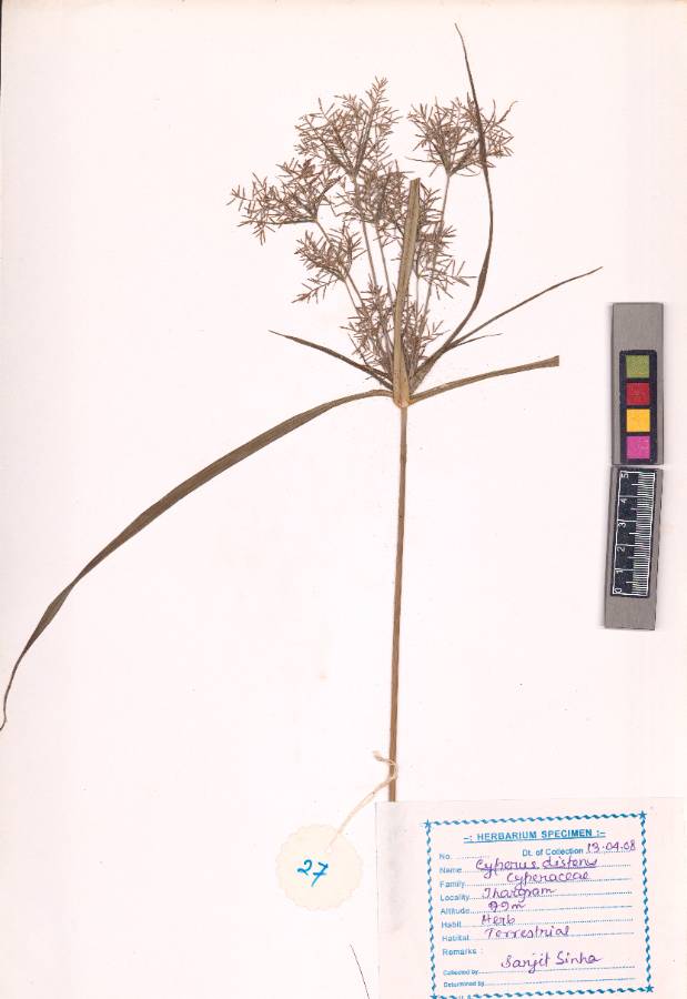 Cyperus distans
L.f.
(VUHCYPE00020.1)