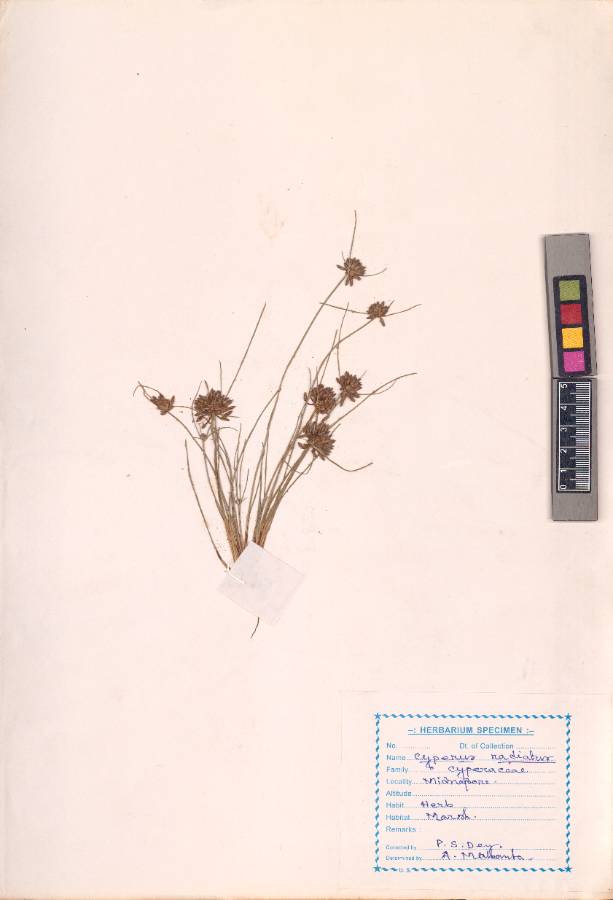 Cyperus radiatus Vahl
(VUHCYPE00021.1)