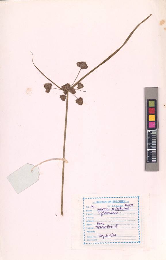 Cyperus triceps (Rottb.) Endl.
(VUHCYPE00022.1)