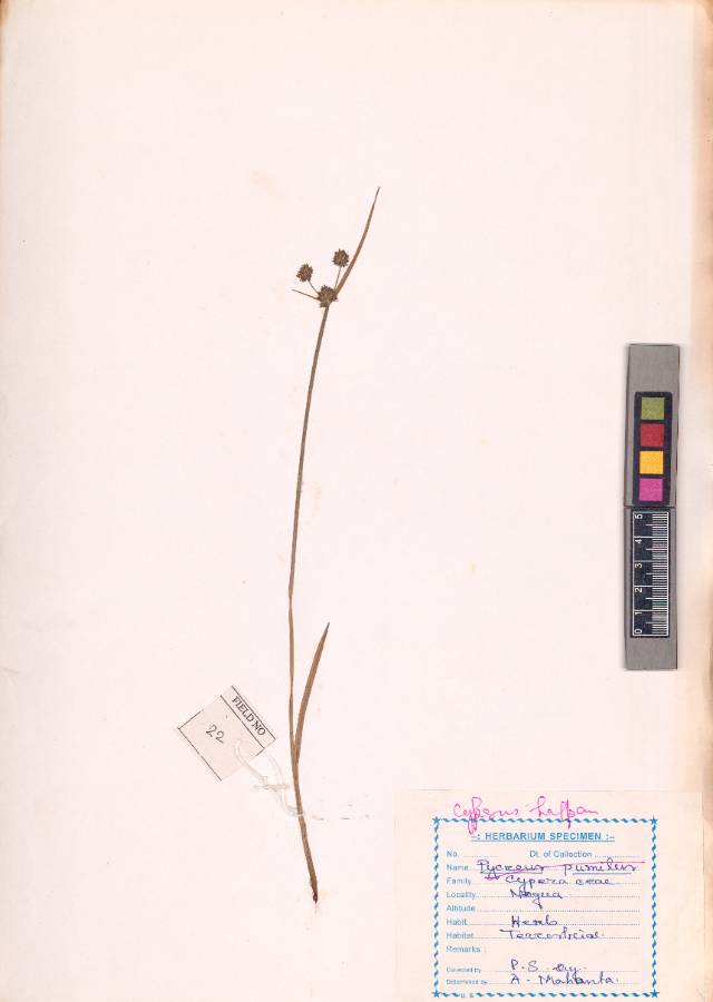 Cyperus haspan L.
(VUHCYPE00023.1)