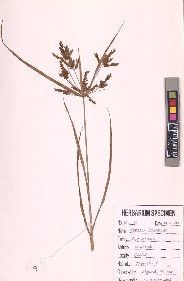 Cyperus malaccensis Lam.
(VUHCYPE00025.1)