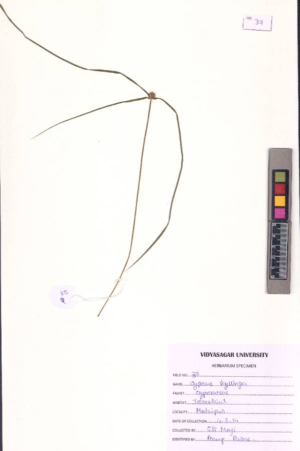 Cyperus kyllingia Endl.
(VUHCYPE00026.1)