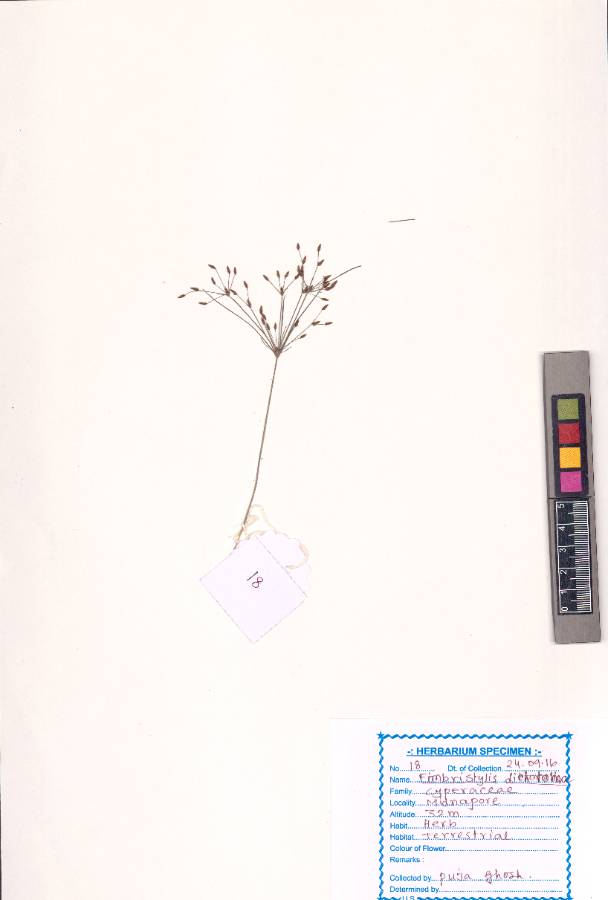 Fimbristylis dichotoma (L.) Vahl
(VUHCYPE00028.1)