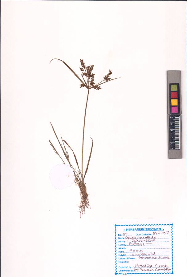 Cyperus esculentus L.
(VUHCYPE00030.1)